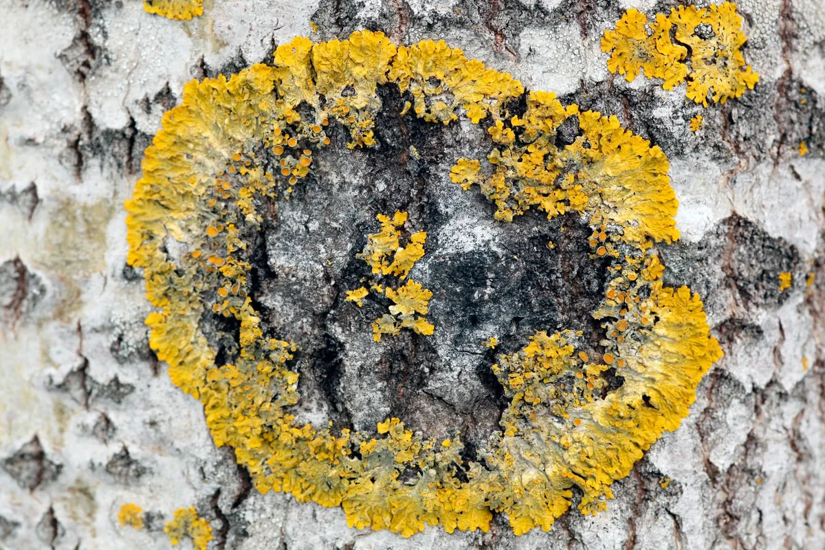 Larch Canker: A UK Checklist for Spotting and Managing Infection