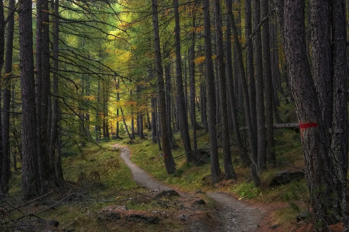 Larch in Autumn: Why the Needles Turn Gold and What to Do