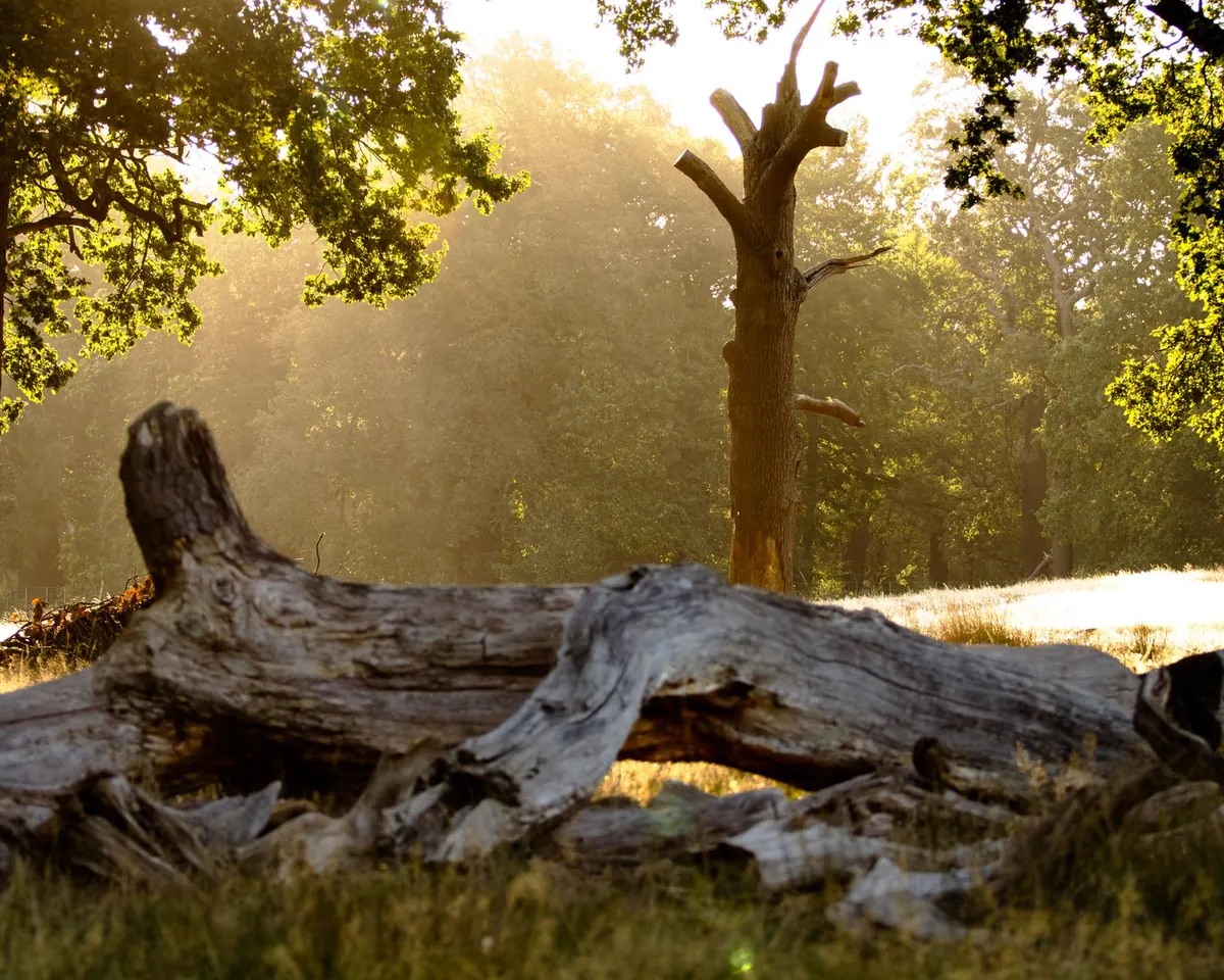 Phytophthora ramorum in Larch: Symptoms, Spread and What to Do