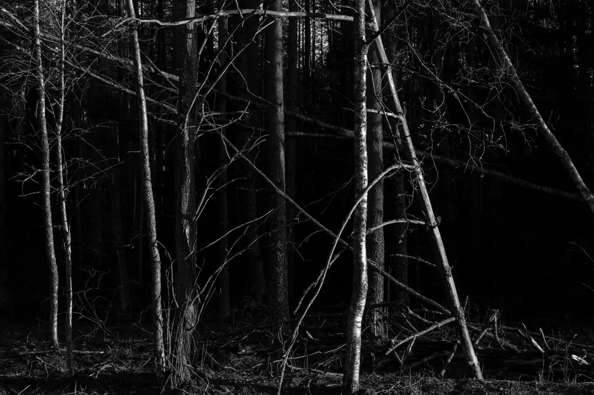 Thinning Larch Plantations: When, Why and How