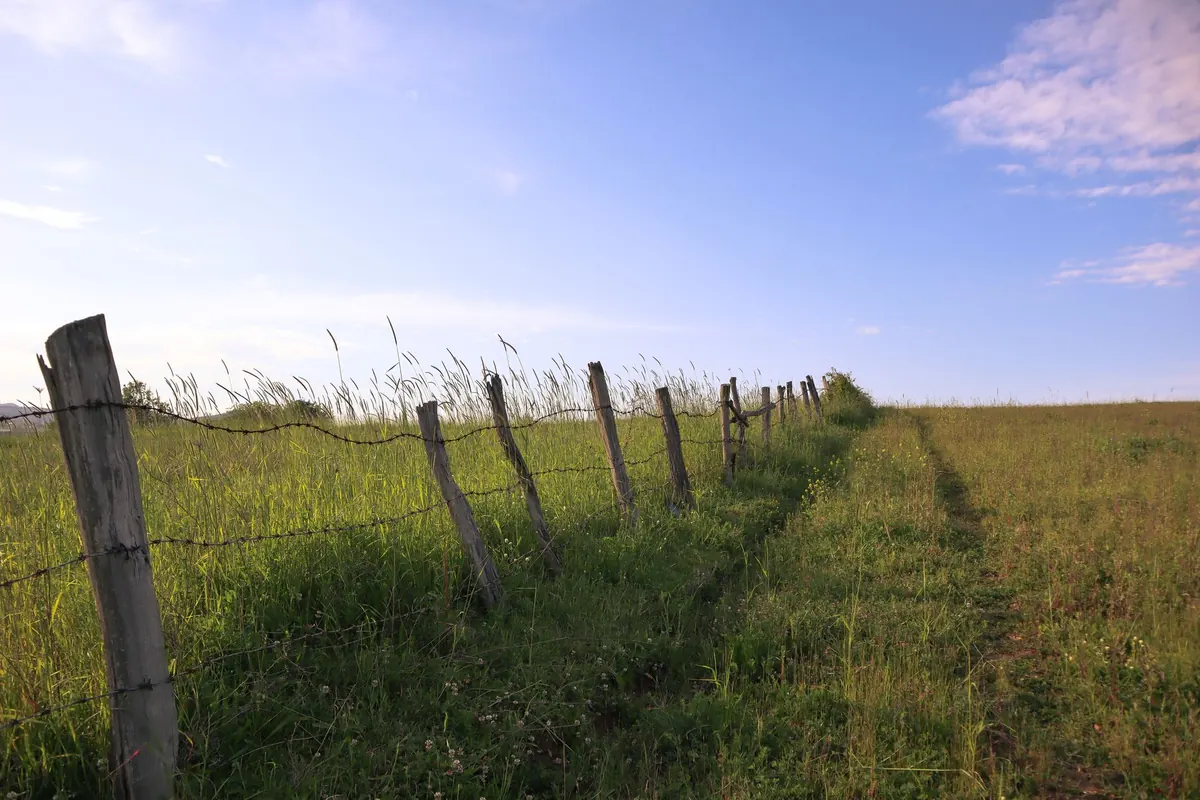 Using Larch Timber for Fencing and Gates: A UK Buyer's Guide